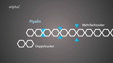 Wirkungsweise des Enzyms Ptyalin im Speichel | Bild: BR