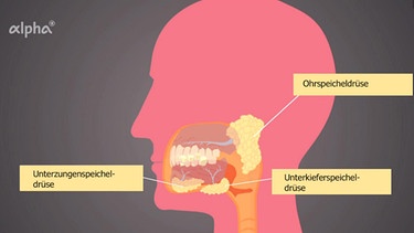 Speicheldrüsen im Mund-Rachenraum | Bild: BR