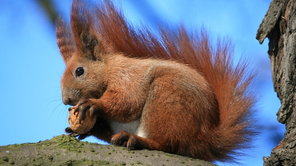 Ein Eichhörnchen isst eine Walnuss | Bild: colourbox.com