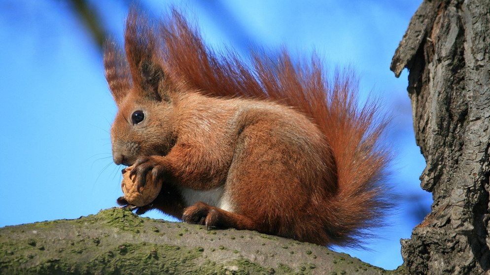 Ein Eichhörnchen isst eine Walnuss | Bild: colourbox.com