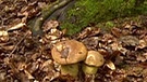 Pilze an der Wurzel eines Baumes leben in Symbiose | Bild: BR
