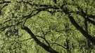 Wann ist ein Wald ein Wald? Die Vereinten Nationen definieren das unter anderem über die Größe der Bäume. Im Bild: ein Laubwald. | Bild: picture-alliance/dpa