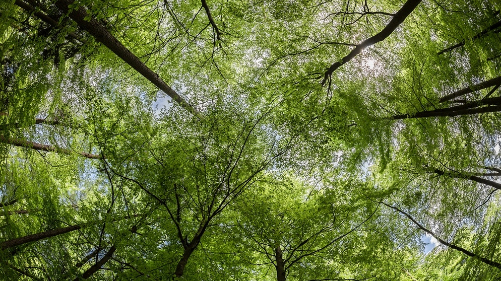 Wald liefert uns durch die Photosynthese unsere wichtigste Lebensgrundlage: den Sauerstoff. Hier im Bild: ein Buchenwald in Hessen | Bild: picture-alliance/dpa