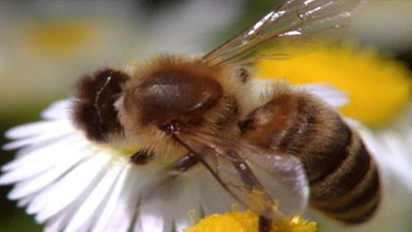 Biene auf Blüte | Bild: BR
