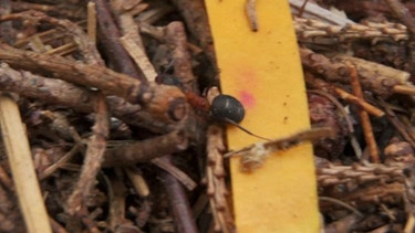 Ameise auf einem Ameisenhaufen mit einem gelben ph-Papier, darauf ein roter Fleck | Bild: Christopher Müller