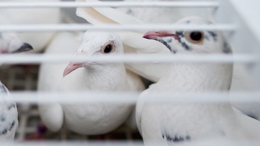 Symbolbild: Tauben in einem Käfig | Bild: picture-alliance/dpa/Patrick Pleul