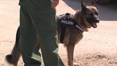 Polizeihund Anka an der Leine | Bild: BR
