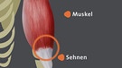 Grafik Muskeln und Sehnen | Bild: BR