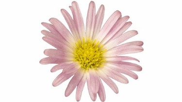 Blüte einer Aster | Bild: Stockbyte