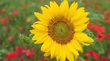 Sonnenblume | Bild: Getty Images
