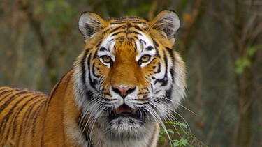 Kopf eines Tigers | Bild: BR