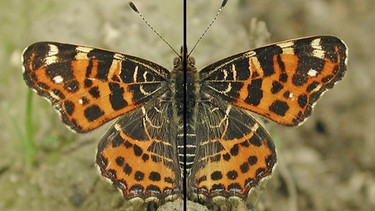 Schmetterling mit Symmetrieachse | Bild: picture-alliance/dpa, Montage BR