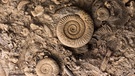 Versteinerte Ammoniten | Bild: stock.adobe.com/Budimir Jevtic