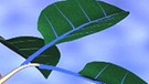 Aus dem Film: Wasser wird über Leitbündel für die Fotosynthese in die Blätter transportiert | Bild: BR