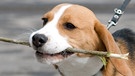 Ein Hund geht an der Leine Gassi | Bild: colourbox.com