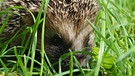 Ist im Garten ein gern gesehener Gast: der Igel - schließlich frisst er Insekten, Würmer und sogar Schnecken. | Bild: colourbox.com