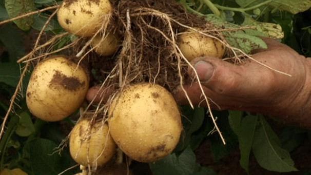 Kartoffelnknollen mit Wurzeln bei der Ernte | Bild: SWR