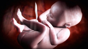Die Animation zeigt, wie ein Fötus im Mutterleib heranwächst | Bild: SWR/Planet Schule
