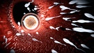 Spermien auf dem Weg zur Eizelle | Bild: SWR/Planet Schule