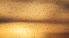 Hochzeitsflug von vielen Mücken | Bild: picture alliance / imageBROKER / Stefan Arendt