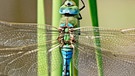 Eine Große Königslibelle | Bild: picture-alliance/dpa/ Friedel Gierth