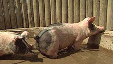 Schwäbisch-Hällische Landschweine in einem Stall | Bild: BR