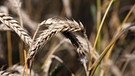 Weizen nah | Bild: picture-alliance/dpa