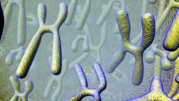 Gafik: Chromosomenpaare | Bild: BR
