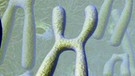 Gafik: Chromosomenpaare | Bild: BR