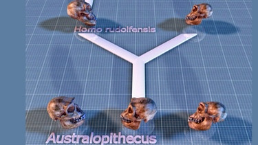 Entwicklung vom Australopithecus zum Homo | Bild: BR