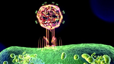 Bakteriophage auf Bakterie | Bild: BR