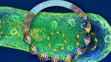 Bakterium und Fremd-DNA | Bild: BR