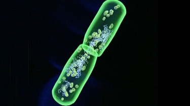 Bakterium teilt sich | Bild: BR