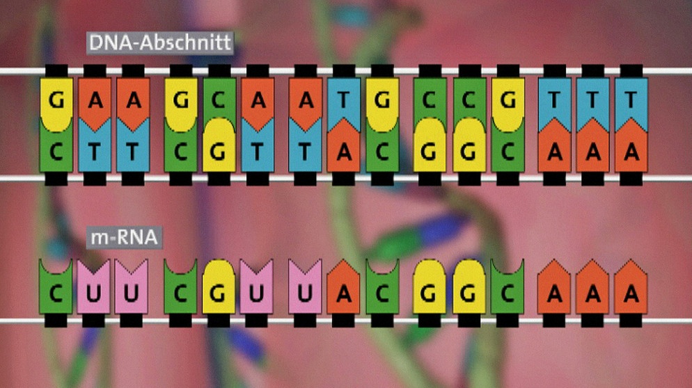 DNA: Veränderung der Basenpaar-Abfolge | Bild: BR