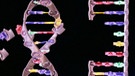 DNA-Replikation | Bild: BR