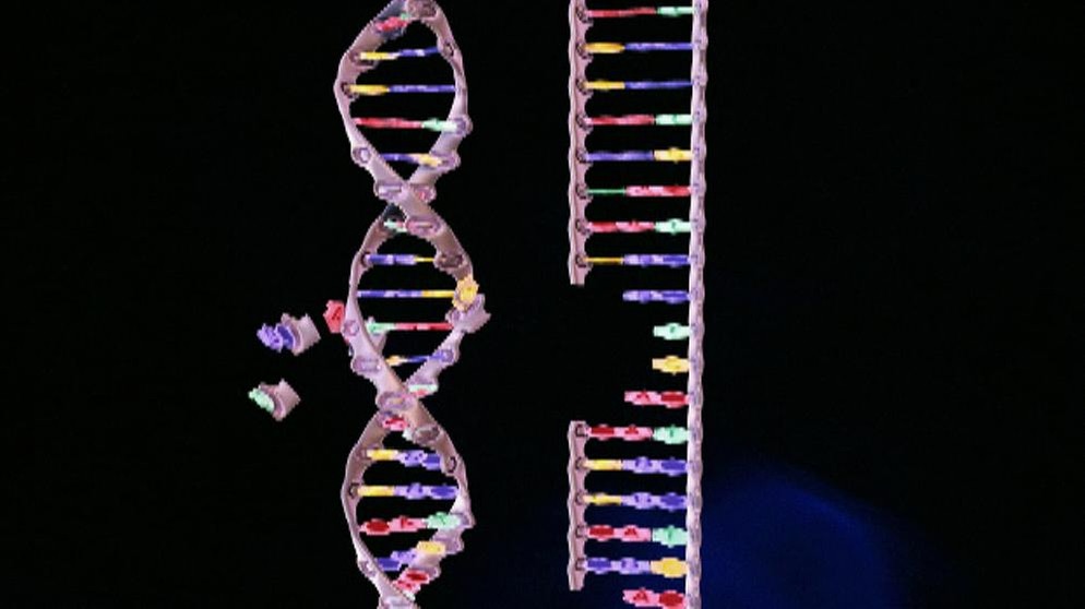 DNA-Replikation | Bild: BR