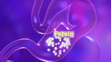 Das Enzym Pepsin im Magen | Bild: BR