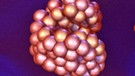 Modell eines Enzymmoleküls | Bild: BR