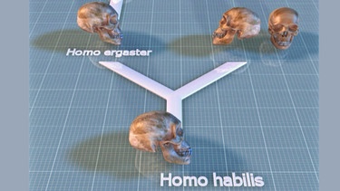Die Entwicklung von Homo habilis zu Homo ergaster | Bild: BR