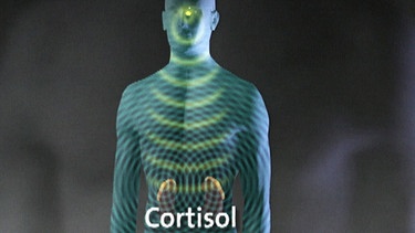 In der Nebennierenrinde entsteht Cortisol | Bild: BR