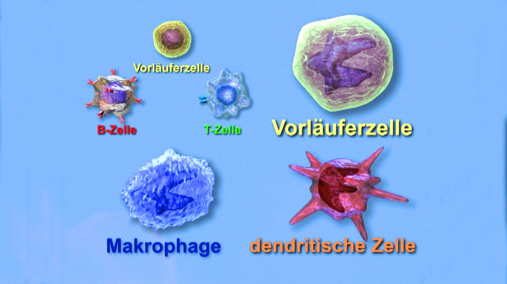 Verschiedene Immunzelltypen | Bild: BR