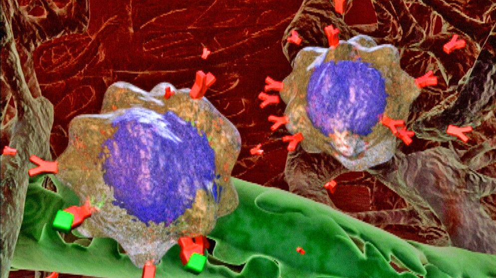 B-Zellen bei der Immunabwehr | Bild: BR