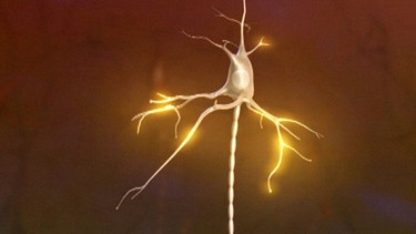 Nervenzelle | Bild: BR