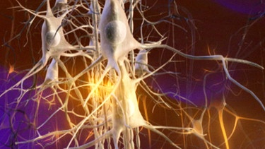 Nervenzellen | Bild: BR