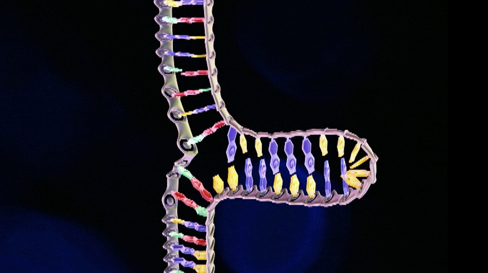 Schlaufenbildung der DNA | Bild: BR