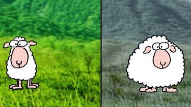 Zwei Schafe als Beispiel für die Entstehung von Arten | Bild: BR