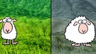 Zwei Schafe als Beispiel für die Entstehung von Arten | Bild: BR