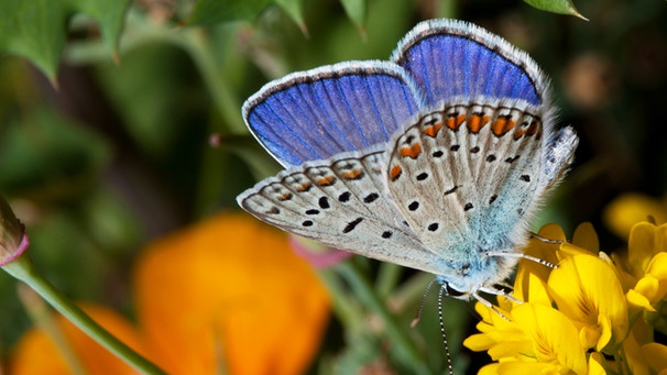 Schmetterling: Bläuling auf Blüte | Bild: colourbox.com