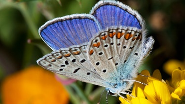 Schmetterling: Bläuling auf Blüte | Bild: colourbox.com
