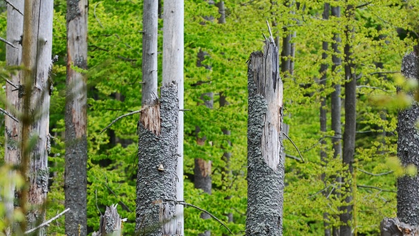 Abgestorbene Bäume im Nationalpark Bayerischer Wald | Bild: picture-alliance/dpa